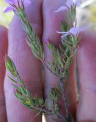 Acmadenia gracilis