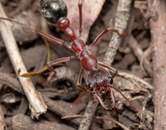 Myrmecia comata