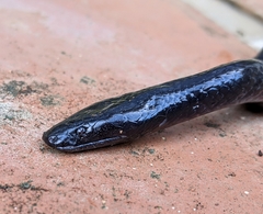 Lycophidion capense capense