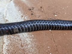 Lycophidion capense capense