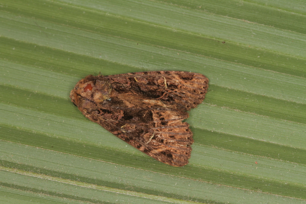 Heterochroma sarepta