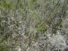 Aspalathus digitifolia