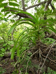 Vanda perplexa