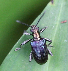 Lema chalcoptera