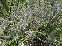 Aspalathus digitifolia