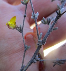 Aspalathus digitifolia