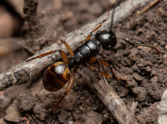 Polyrhachis flavibasis