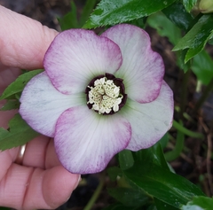 Helleborus