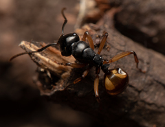 Polyrhachis flavibasis