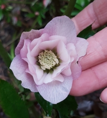 Helleborus