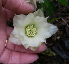 Helleborus