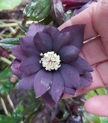 Helleborus