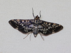 Rhimphalea sceletalis