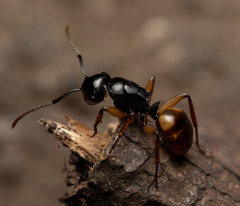 Polyrhachis flavibasis