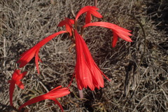 Cyrtanthus fergusoniae