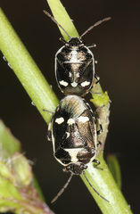 Eurydema oleracea