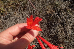 Cyrtanthus fergusoniae