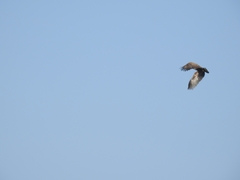 Haliaeetus albicilla