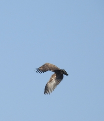 Haliaeetus albicilla