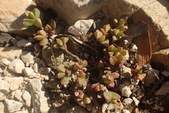 Ruschia leptocalyx