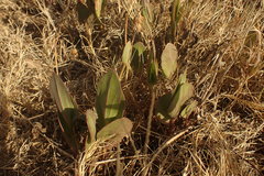 Senecio ruwenzoriensis