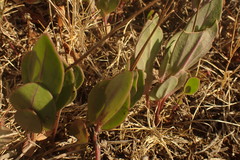 Senecio ruwenzoriensis