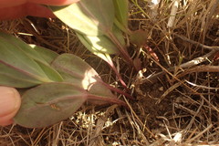 Senecio ruwenzoriensis