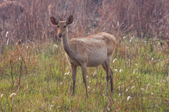 Barasingha photo 2