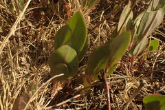 Senecio ruwenzoriensis