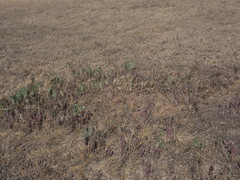 Senecio ruwenzoriensis