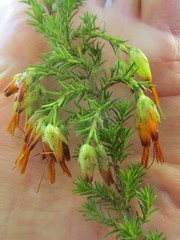 Erica intermedia