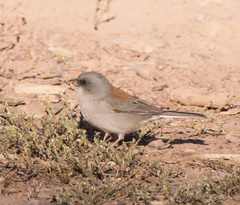 Junco hyemalis dorsalis