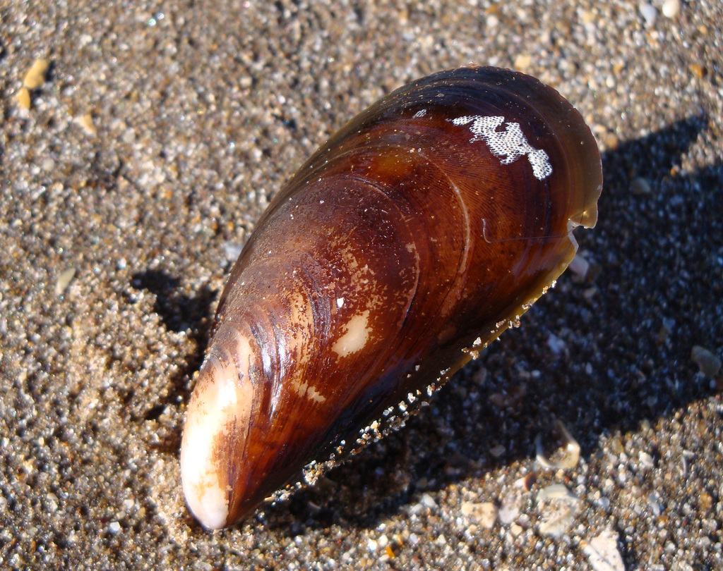 Chilean mussel