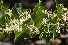 Hakea prostrata