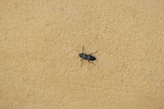 Strongylium decoratum