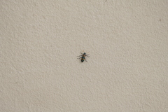 Strongylium luteicorne