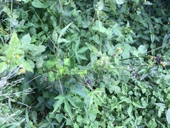 Bidens biternata