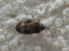 Litargus balteatus