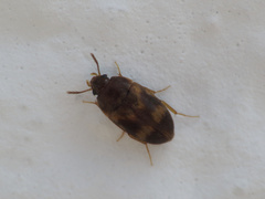 Litargus balteatus