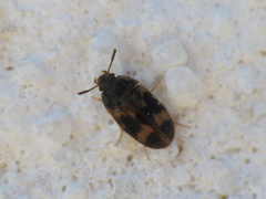 Litargus balteatus