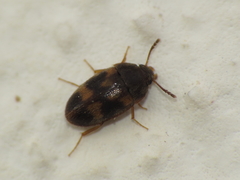 Litargus balteatus