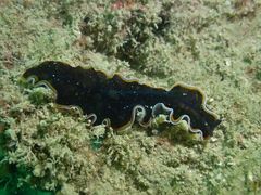 Pseudobiceros hancockanus