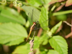 Erythrodiplax melanorubra