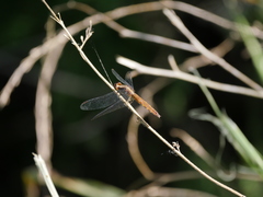 Erythrodiplax melanorubra