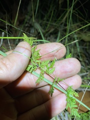 Cheilanthes sieberi sieberi