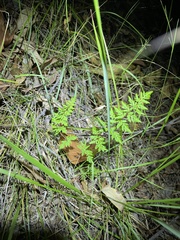 Cheilanthes sieberi sieberi