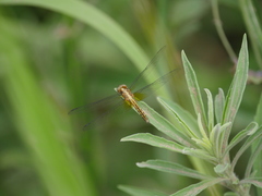 Erythrodiplax melanorubra