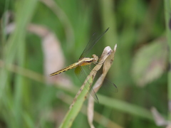 Erythrodiplax melanorubra