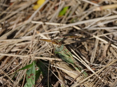 Erythrodiplax melanorubra