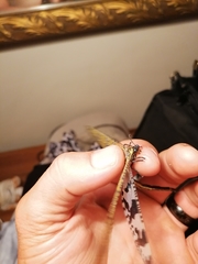 Palparini